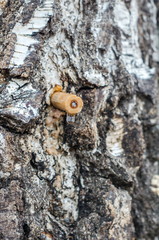 tube in birch bark and a drop of juice