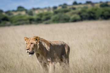 Lion in the high grass.