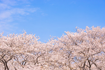 桜の花、日本の象徴的な花木