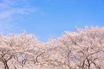 Crédence de cuisine en verre imprimé Fleur de cerisier 桜の花、日本の象徴的な花木