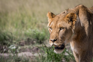 Fototapeta premium Side profile of a young male Lion.