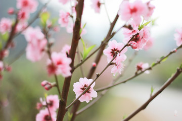 Fototapeta na wymiar Pink flower blossom