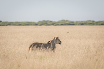 Lion in the high grass.