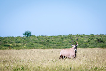 Gemsbok standing in the long grass.