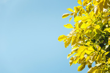 yellow leaves of walnut on the background of pure blue sky