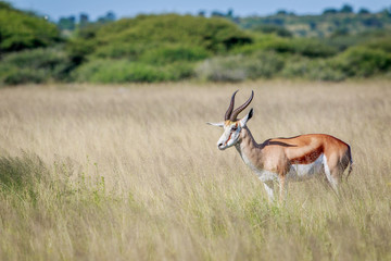 Side profile of a Springbok in long grass.