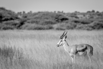 Side profile of a Springbok in long grass.