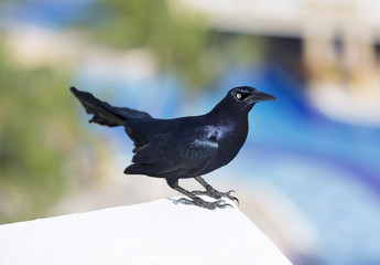 Obraz premium Black raven standing on the white fence.