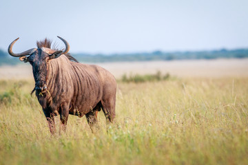 Starring Blue wildebeest in high grass. - obrazy, fototapety, plakaty