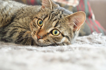 Cautious cat on carpet