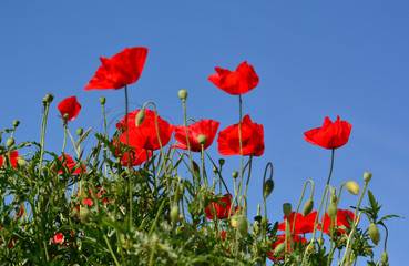 Poppies flowers with sky background