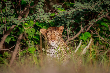 Starring Leopard in bushes.
