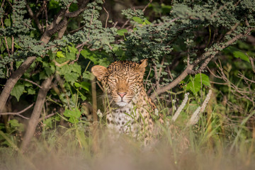 Starring Leopard in bushes.