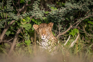 Starring Leopard in bushes.