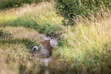 Leopard laying on a path.