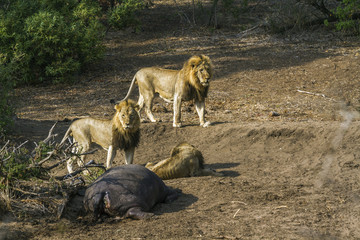African lion in Kruger National park, South Africa