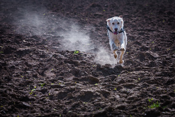 Hund rennt über einen Acker
