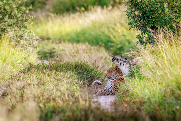 Leopard laying on a path.