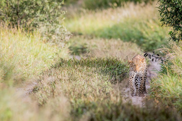 Leopard walking towards the camera.