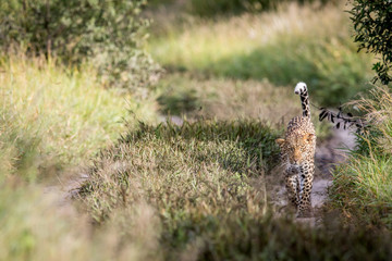 Leopard walking towards the camera.