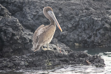 Pelikan auf Lavafelsen