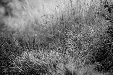 Leopard walking towards the camera.