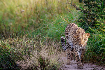 Leopard walking towards the camera.