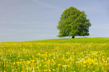 Alleinstehende Buche als Einzelbaum im Frühling auf Wiese in Bayern