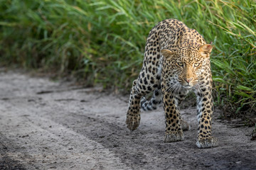 Leopard walking towards the camera.