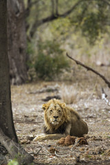African lion in Kruger National park, South Africa