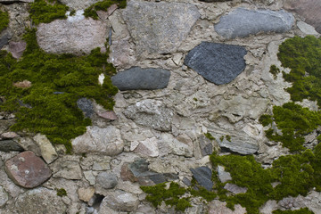 Old wall with moss as background