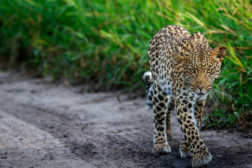 Fototapeta na wymiar Leopard walking towards the camera.