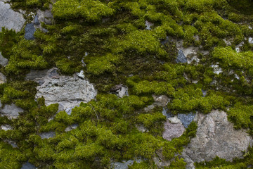 Old wall with moss as background
