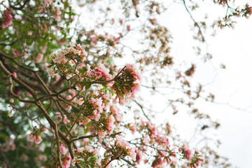 Pink trumpet
