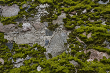 Old wall with moss as background