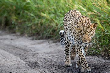 Leopard walking towards the camera.
