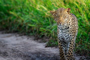 Leopard starring at the camera.