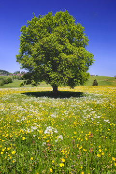 Alleinstehende Buche als Einzelbaum im Frühling auf Wiese in Bayern