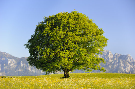 Alleinstehende Buche als Einzelbaum im Frühling auf Wiese in Bayern