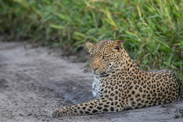 Leopard laying in sand.