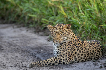 Leopard laying in sand.