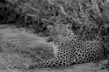 Leopard laying in sand in black and white.