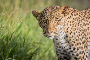 Close up of Leopard head.