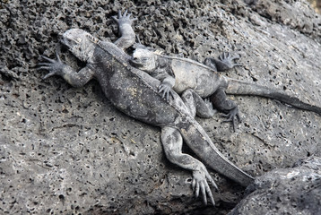 Meerechsen auf der Isla Isabela