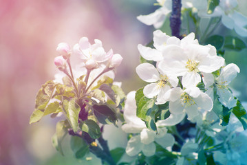 spring blossom