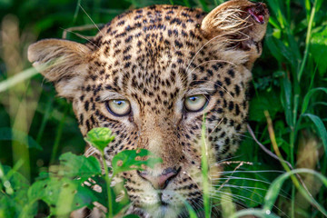 Leopard starring at the camera.