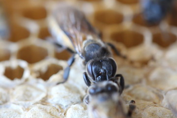The newborn bee is walking on the nest.