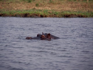 Fototapeta premium Botswana