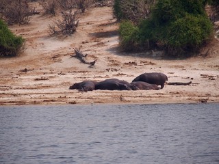 Fototapeta premium Botswana