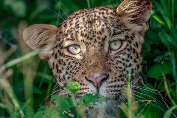 Leopard starring at the camera.
